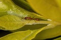 Adult Red Twig Ant Royalty Free Stock Photo