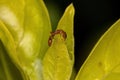 Adult Red Twig Ant Royalty Free Stock Photo