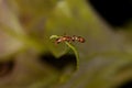 Adult Red Twig Ant Royalty Free Stock Photo