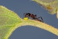 Adult Red Twig Ant Royalty Free Stock Photo