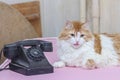 Adult redhead with white cat and retro black phone