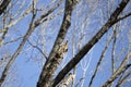 Adult Redheaded Woodpecker Foraging