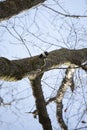 Adult Redheaded Woodpecker Foraging