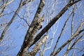 Adult Redheaded Woodpecker Foraging