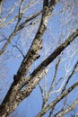 Adult Redheaded Woodpecker and Nesting Cavity