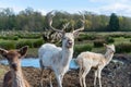 Adult reindeer with fawn