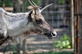 Adult reindeer male portrait.