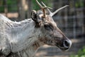 Adult reindeer male portrait.