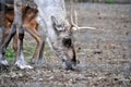 Adult reindeer male portrait.