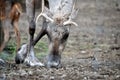 Adult reindeer male portrait.