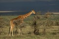 Adult reticulated giraffe eating from a bush in golden afternoon light with blue stormy skies in background in Ol Pajeta Kenya Royalty Free Stock Photo