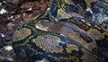 Reticulated python Python reticulatus coiled up Royalty Free Stock Photo