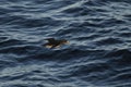 Adult Rhinoceros Auklet in breeding plumage flying over water