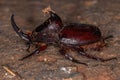 Adult Rhinoceros Beetle