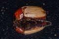 Adult Rhinoceros Beetle
