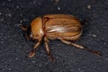 Adult Rhinoceros Beetle