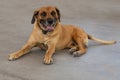 Adult Rhodesian Ridgeback dog laying on the ground Royalty Free Stock Photo