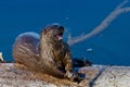 Adult Wild River Otter on Log Eating Fish Royalty Free Stock Photo