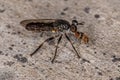 Adult Robber Fly