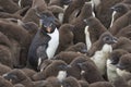 Rockhopper Penguin chicks on Bleaker Island Royalty Free Stock Photo