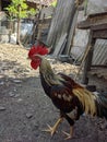 Healthy adult rooster in village farm