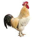 An adult rooster