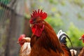 Close up of adult rooster in paddock. Portrait of stately cock outdoor