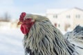 Adult rooster walks in the cold snow.