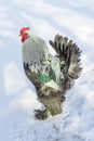 Adult rooster walks in the cold snow.