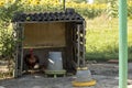 Adult rooster and young rooster under outdoor shelter