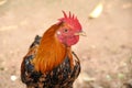 adult roosters with brown and black feathers look beautiful