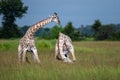 This adult rothschild giraffe Giraffa camelopardalis rothschildi Royalty Free Stock Photo