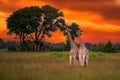 This adult rothschild giraffe Giraffa camelopardalis rothschildi Royalty Free Stock Photo