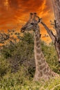 This adult rothschild giraffe Giraffa camelopardalis rothschildi Royalty Free Stock Photo