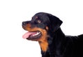 Adult Rottweiler dog