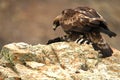 An adult royal eagle looks at its prey from the rock where it is lodged Royalty Free Stock Photo