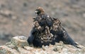 Adult royal eagle poses with its prey on the rock Royalty Free Stock Photo