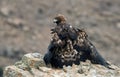 Adult royal eagle poses on a rock