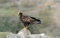 Adult royal eagle poses on a rock