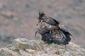 Adult royal eagle with a prey in the field