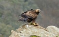 Adult royal eagle with a prey on the rock Royalty Free Stock Photo