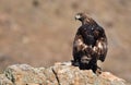 adult royal eagle with a prey on the rock Royalty Free Stock Photo