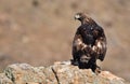 adult royal eagle with a prey on the rock