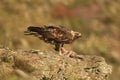 Adult royal eagle in the sierra Royalty Free Stock Photo