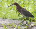 Adult Rufescent Tiger Heron - Panama