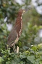 Adult Rufescent Tiger Heron Perched in a Tree - Panama