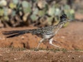 Adult Running Greater Roadrunner