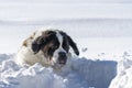 Adult Saint Bernard purebred dog playing around in deep Snow