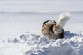 Adult Saint Bernard purebred dog playing around in deep Snow