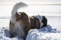 Adult Saint Bernard purebred dog playing around in deep Snow